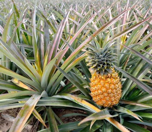 How Yogesh Agri Farms Executes Exotic Farming Success