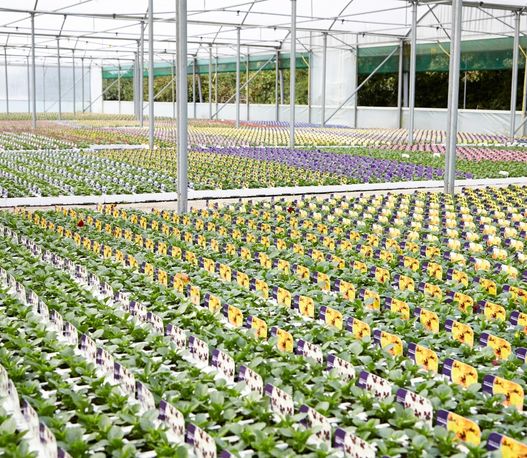 How Yogesh Agri Farms Cultivates Superior Nursery Stock