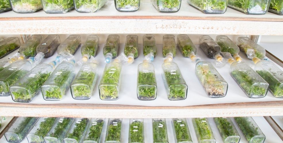 Tissue Culture Services