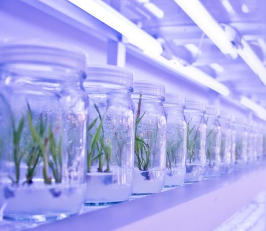 How Yogesh Agri Farms Delivers High-Yield Tissue Culture Plants