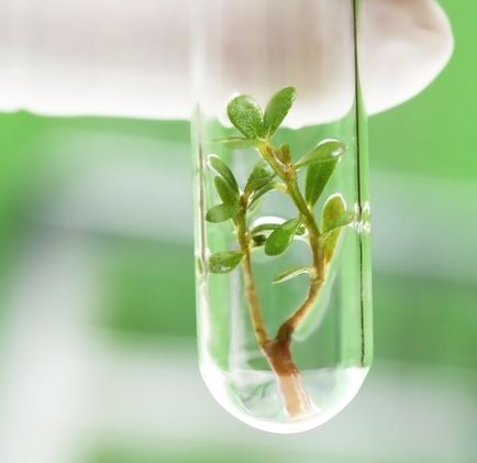 Tissue Culture