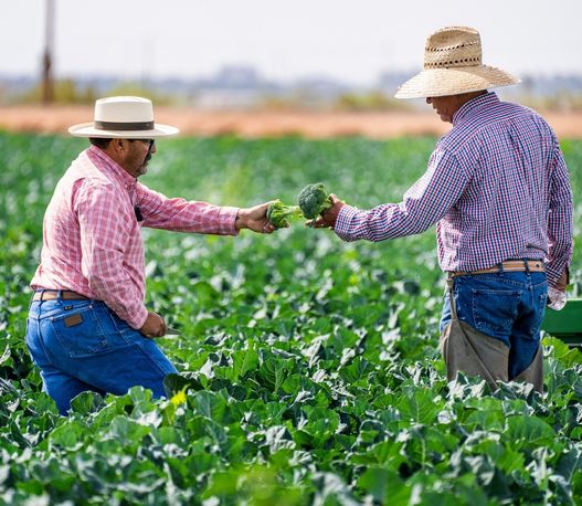 How Yogesh Agri Farms Delivers Commercial Turnkey Projects
