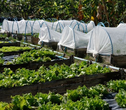 How Yogesh Agri Farms Executes Protected Farming Projects