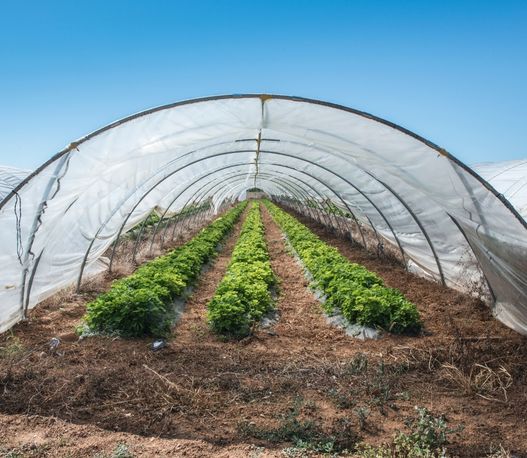 How Yogesh Agri Farms Installs High-Performance Polyhouses